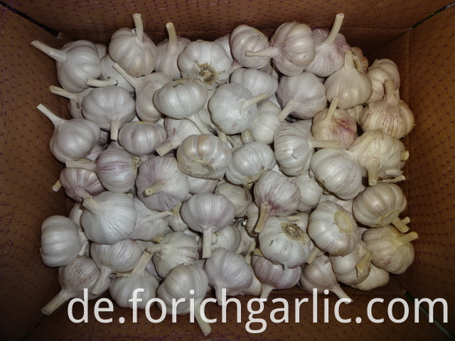 Normal Garlic Best Price